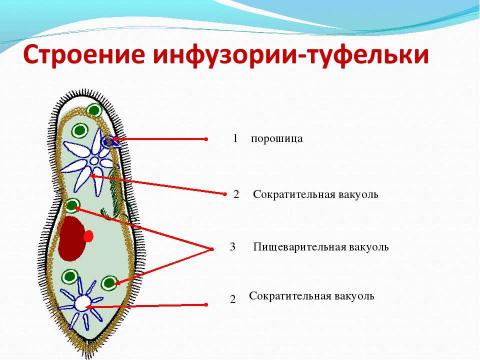 Презентация на тему "Биологический аукцион «Простейшие»" по биологии