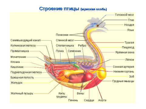 Презентация на тему "Биология в схемах и таблицах" по биологии