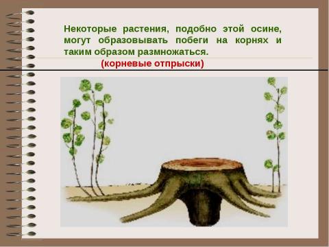 Презентация на тему "Размножение растений. Оплодотворение" по биологии