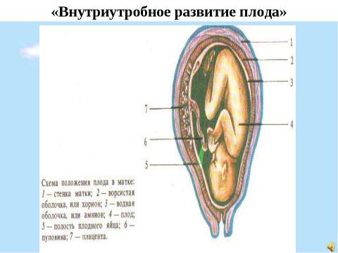 Презентация на тему "Половое и бесполое размножение организмов" по биологии