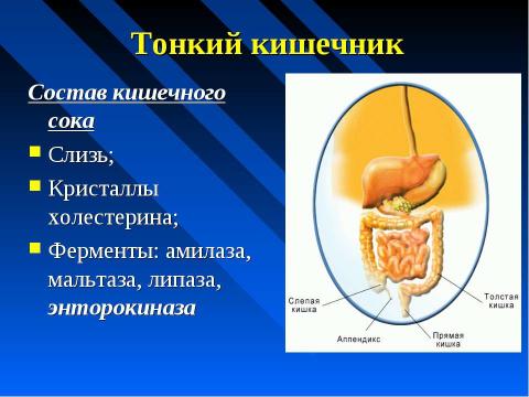 Презентация на тему "Изменение питательных веществ в кишечнике" по биологии