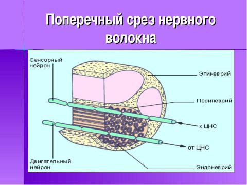 Презентация на тему "Строение и функции нервной системы" по биологии