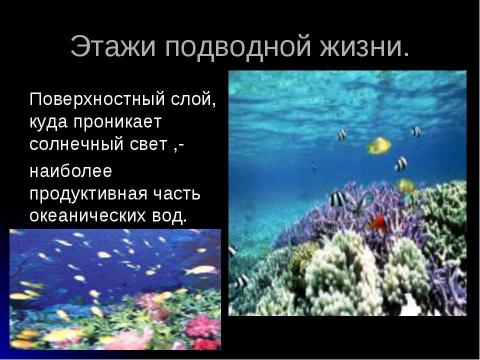 Презентация на тему "Жизнь в полярных поясах и в океане" по географии