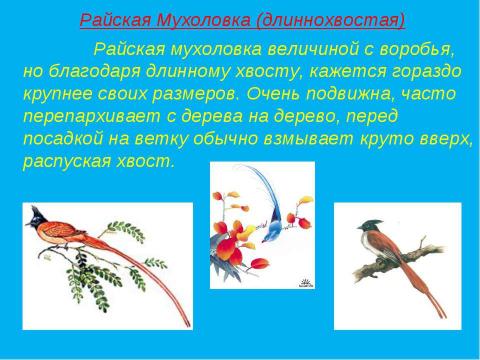 Презентация на тему "Зачем животным нужны хвосты? 5 класс" по окружающему миру