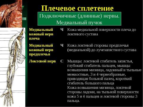 Презентация на тему "Cпинной мозг и спинномозговые нервы" по медицине