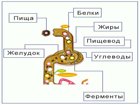 Презентация на тему "Пищевые продукты, питательные вещества и их превращения в организме" по биологии