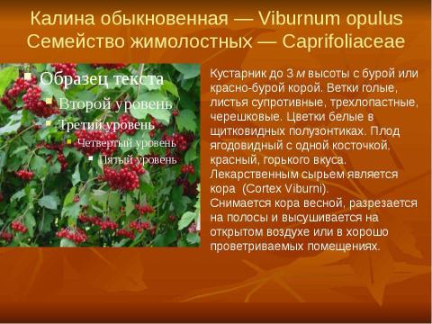 Презентация на тему "Кровоостанавливающие растения" по биологии