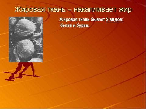 Презентация на тему "Кровеносная система человека" по биологии