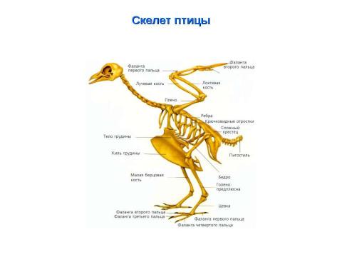 Презентация на тему "Биология в схемах и таблицах" по биологии