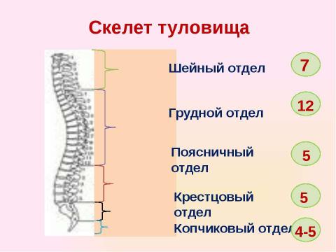 Презентация на тему "Скелет челоаека" по биологии