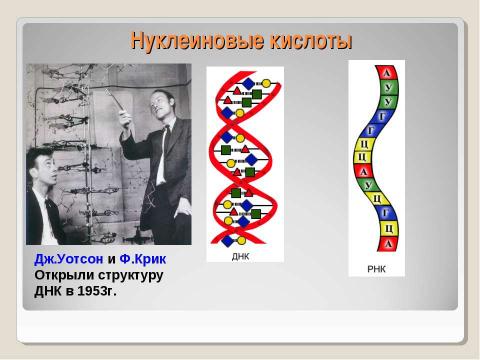 Презентация на тему "Химическая организация клетки. Неорганические вещества" по химии