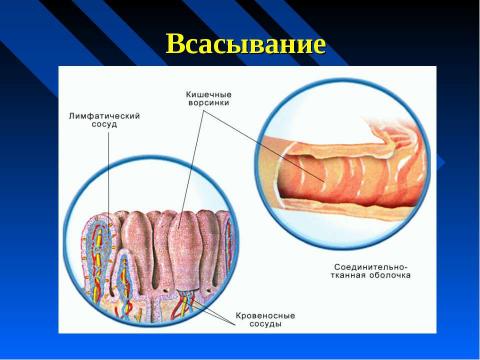 Презентация на тему "Изменение питательных веществ в кишечнике" по биологии