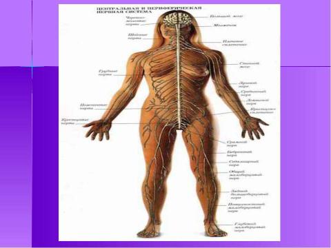 Презентация на тему "Строение и функции нервной системы" по биологии