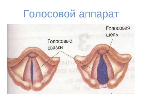 Презентация на тему "вода" по физике