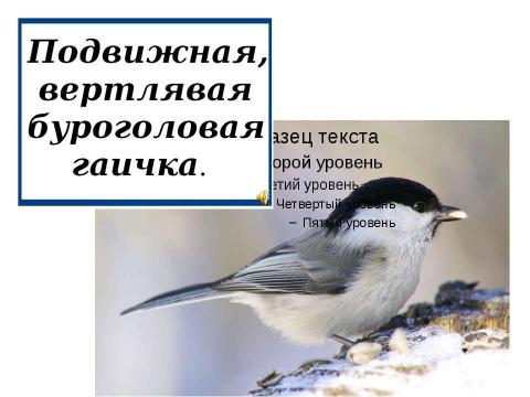 Презентация на тему "Определение видов животных и птиц окрестностей посёлка Хани, места их обитания в зависимости от природно – климатических особенностей местности" по экологии