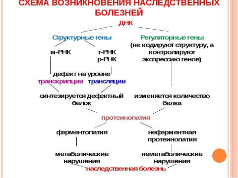 Презентация на тему "Основы молекулярной генетики" по биологии