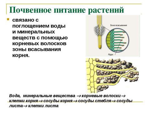 Презентация на тему "Минеральное питание растений" по биологии