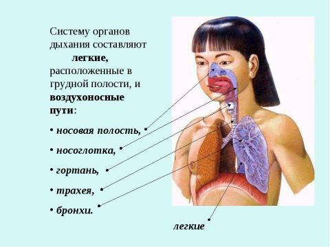 Презентация на тему "Дыхание" по биологии