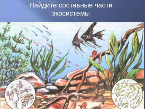 Презентация на тему "Аквариум – маленькая искусственная экосистема (3 класс)" по начальной школе