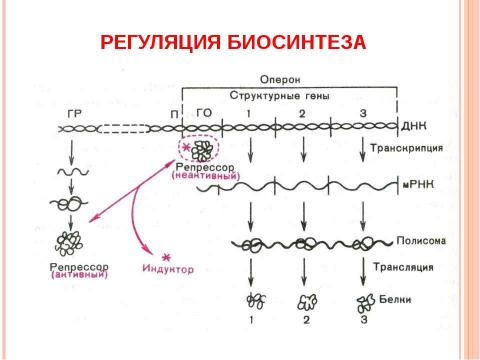 Презентация на тему "Основы молекулярной генетики" по биологии