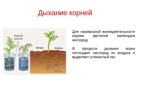 Презентация на тему "Значение корней в жизни растений" по биологии