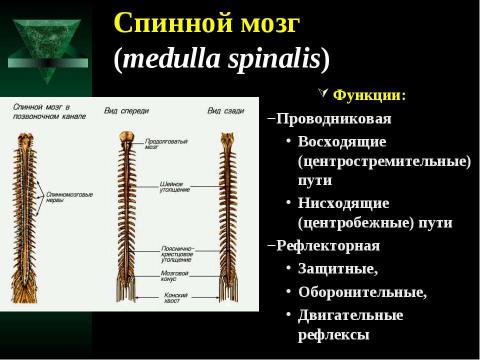 Презентация на тему "Cпинной мозг и спинномозговые нервы" по медицине