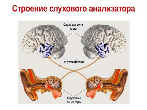 Презентация на тему "Слуховой анализатор" по биологии