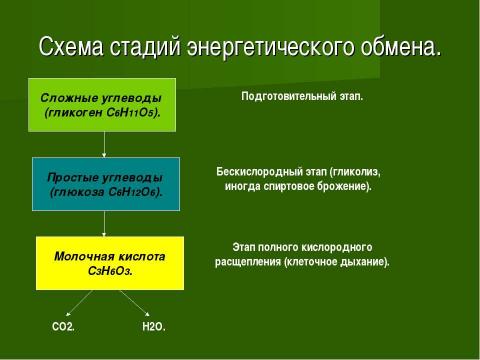 Презентация на тему "Основы цитологии. Энергетический обмен в клетке" по биологии