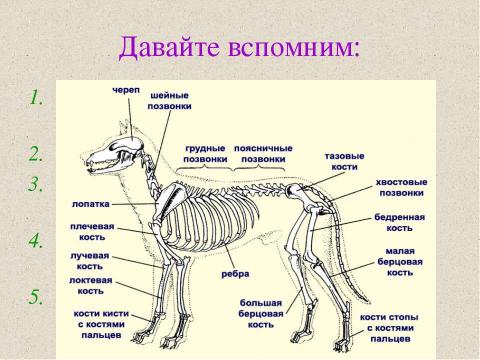 Презентация на тему "Значение опорно-двигательной системы, её состав. Строение костей" по биологии