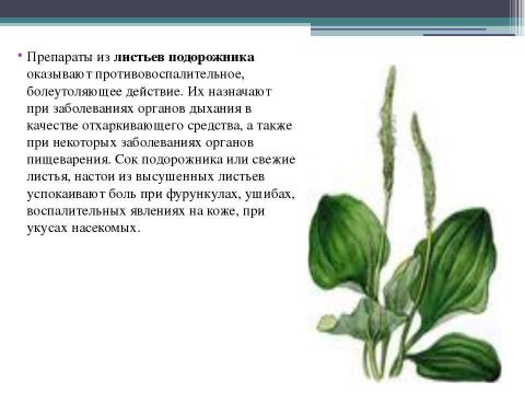 Презентация на тему "Польза лекарственных растений" по окружающему миру