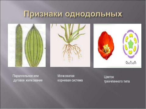 Презентация на тему "Класс Однодольные. Общая характеристика" по биологии