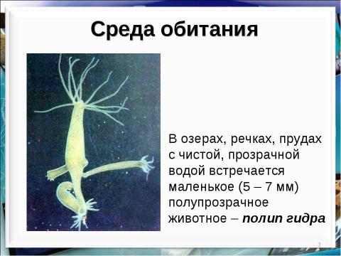 Презентация на тему "Тип кишечнополостные Пресноводный полип гидра" по биологии