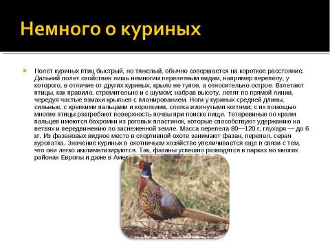 Презентация на тему "Отряд Куриные (Galliformes)" по биологии