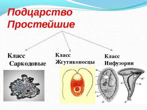 Презентация на тему "Биологический аукцион «Простейшие»" по биологии