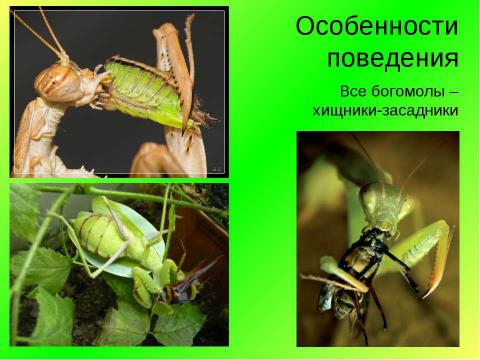 Презентация на тему "Богомолы в природе и дома" по экологии