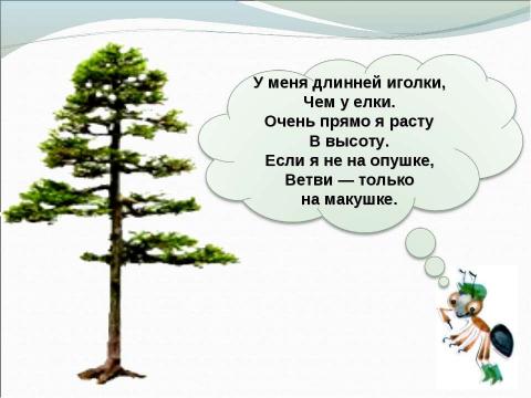 Презентация на тему "Что такое хвоинки" по окружающему миру