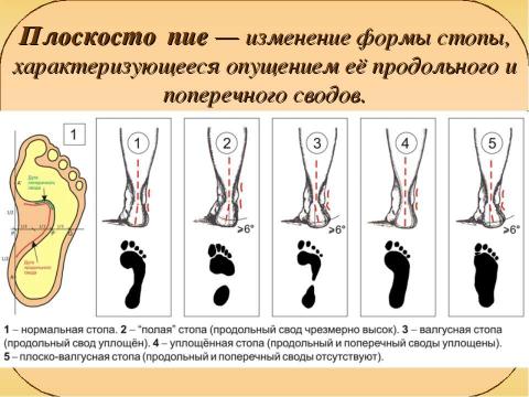 Презентация на тему "Ножки побежали по дорожке" по биологии