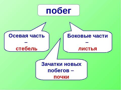 Презентация на тему "Побег. Строение и значение побега" по биологии