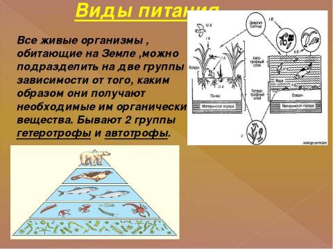 Презентация на тему "Питание клетки" по биологии