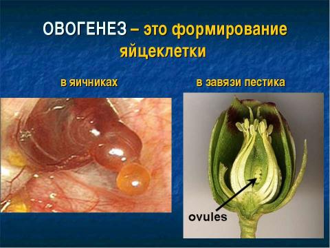 Презентация на тему "Образование половых клеток. Мейоз" по биологии