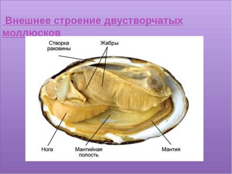 Презентация на тему "Двустворчатые моллюски" по биологии