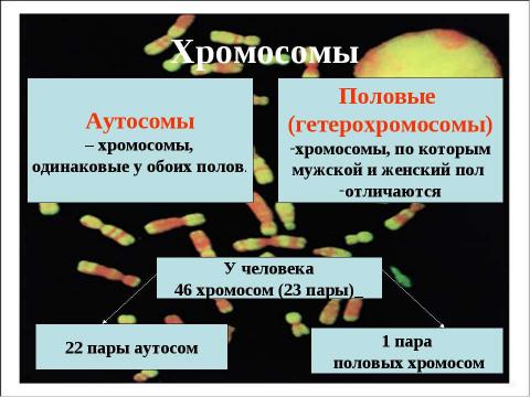 Презентация на тему "Генетика пола. Наследование, сцепленное с полом" по биологии