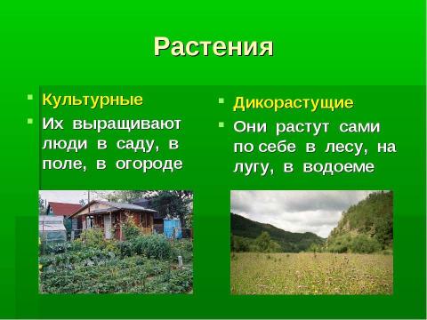 Презентация на тему "Культурные и дикорастущие растения" по биологии