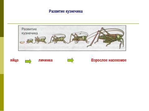 Презентация на тему "Размножение и развитие животных 3 класс" по окружающему миру