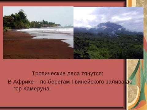 Презентация на тему "Тропический лес" по начальной школе