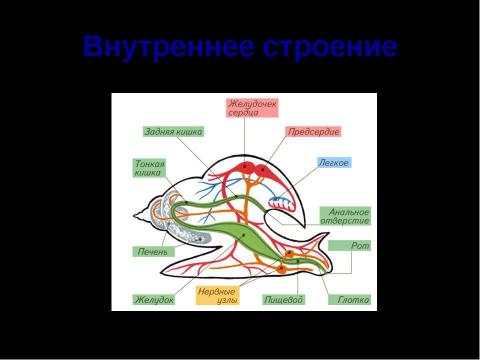 Презентация на тему "Брюхоногие моллюски" по биологии