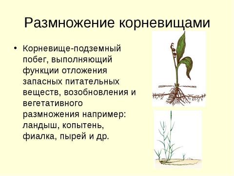 Презентация на тему "Вегетативное размножение растений" по биологии