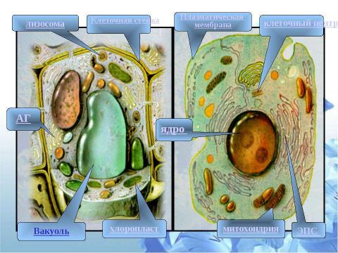 Презентация на тему "Клетка" по биологии