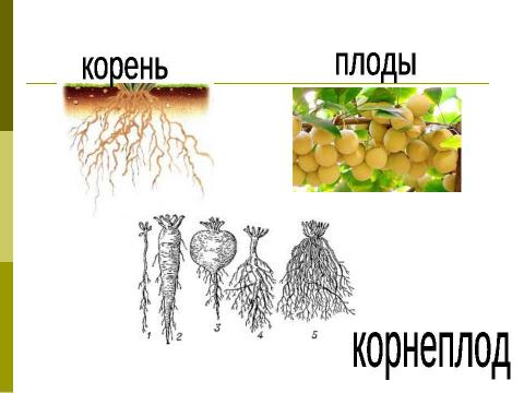 Презентация на тему "Растения, которые мы едим" по окружающему миру