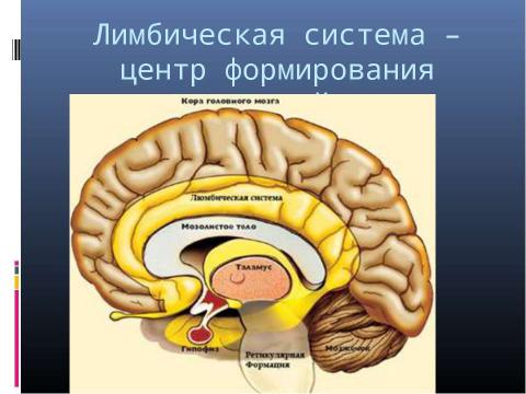 Презентация на тему "Генетика поведения: механизм формирования зависимости" по биологии